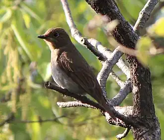 Female, Japan
