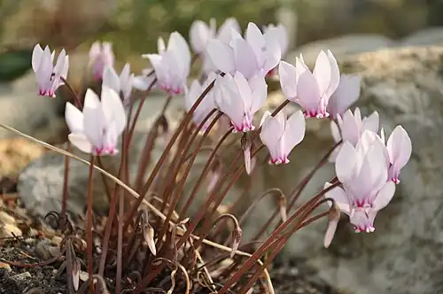 C.&nbsp;africanum
