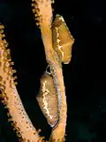 A pair of Cyphoma signatum (fingerprint cowry), off coastal Haiti.