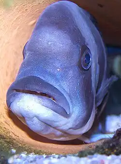 Mouthbrooder: front cichlid with young in mouth