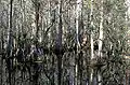 Bald cypress swamp in the park