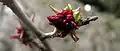 February Flowers