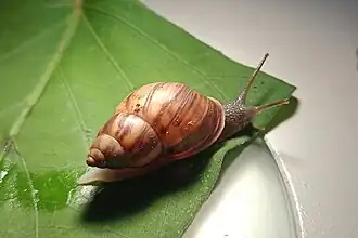 Drymaeus magus