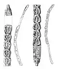 Silver ornament found at Dârlos (Sibiu County)[166]