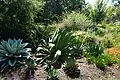 Xeriscaping at the Dallas Arboretum and Botanical Garden