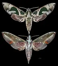 Daphnis hayesi
