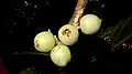 Fruits of Daphnopsis racemosa