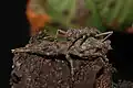 Dares murudensis, pair