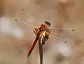 Mature male