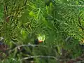 Darwinia wittwerorum in Kings Park, Perth