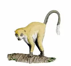 Darwinius masillae
