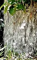 Peeling bark of mature trunk of full-grown arborescent specimen, (circa 9m) Curacautín, Chile
