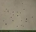 Seeds