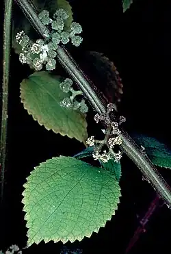 Foliage and flowers