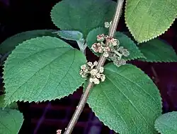 Foliage and flowers
