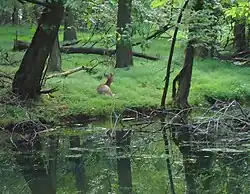 Wildlife in Springfield