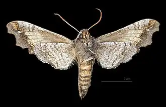 Female ventral view