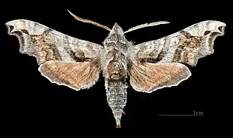Male dorsal view