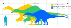 Size comparison