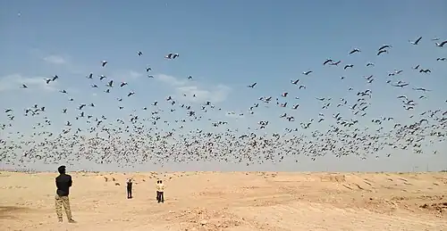 Demoiselle crane flying on the sky at Khichan.