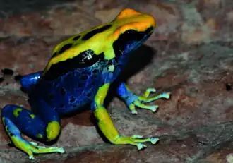 In Amapá, Brazil