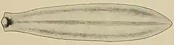A colorless, simple flatworm drawing with little detail except for two small eyes, a darkened ring on its face, and three slightly dark stripes going down its back.