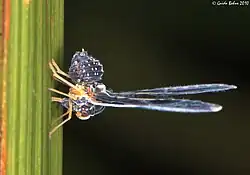 tribe Zoraidini