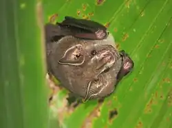Brown bat