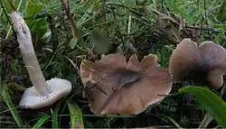 Dermoloma cuneifolium
