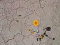 A desert marigold in bloom