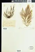 Desmarestia viridis. Specimen on top left corner of sheet, Ex Herb W. R. Taylor Collected and Pressed