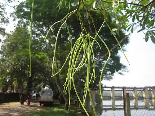 Fruit