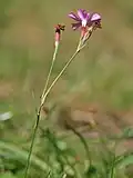 subsp. carthusianorum