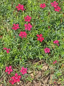 Maiden pink
