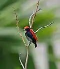 A male photographed in Singapore