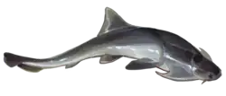 Dicksonosteus arctirus