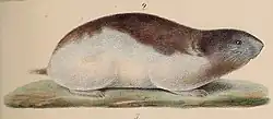 Collared lemming (Dicrostonyx torquatus), the most common mammal on Severnaya Zemlya.