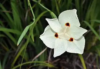 White variant