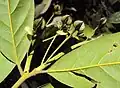 Female flowers