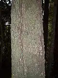 Diospyros pentamera growing by the Allyn River, Barrington Tops, Australia