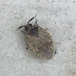 Diphleps unica