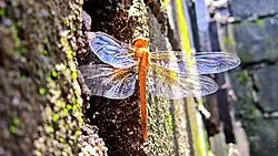 Young female