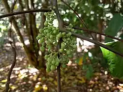 Flower buds