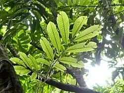 The compound leaf