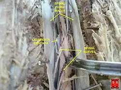Spinal cord