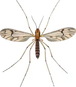 Adult of Dixa nebulosa