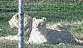 White lions
