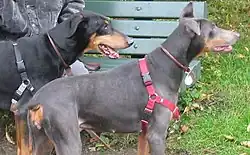 Doberman: black with tan in the back, blue with tan in the front. The light brown areas were hardly lightened at all
