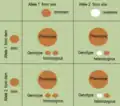 Punnett square: Inheritance with one carrier of a recessive gene