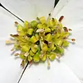 Close-up of four-petaled flowers
